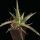 Agave leopoldi