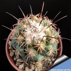 Coryphantha longicornis SB538 El Palmito, Durango, Mexico