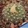 Frailea piltzii LB2231, Cruce 4 de Mayo