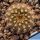 Frailea piltzii LB2231, Cruce 4 de Mayo