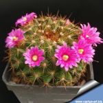 Mammillaria cv. GINSA-MARU 