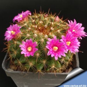 Mammillaria cv. GINSA-MARU