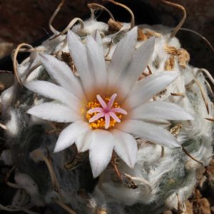 Turbinicarpus macrochele