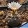 Turbinicarpus macrochele