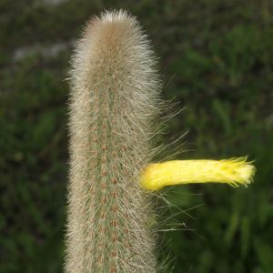Cleistocactus ritteri (silvery spines + Yellow flowers)