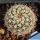Notocactus rutilans