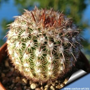 Notocactus rutilans