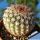 Notocactus rutilans