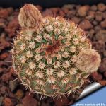 Notocactus rutilans