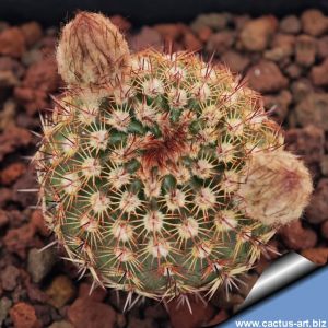 Notocactus rutilans