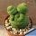Rebutia krainziana inermis