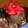 Rebutia krainziana inermis