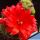 Rebutia krainziana inermis
