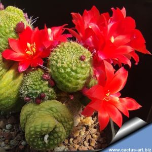 Rebutia krainziana f. inermis