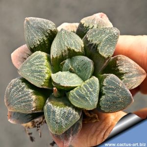 Haworthia cv. WHAIT