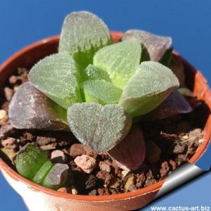 Haworthia cv. WHAIT