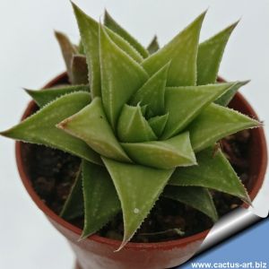 Haworthia floribunda X lateganiae