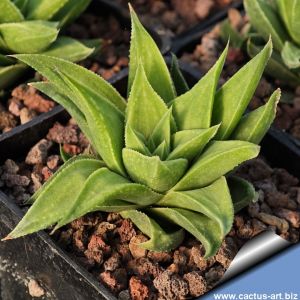 Haworthia floribunda x lateganiae