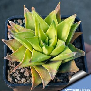 Haworthia floribunda x lateganiae