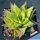 Haworthia floribunda x lateganiae