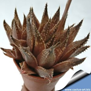 Haworthia herbacea