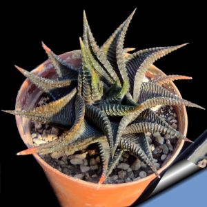 Haworthia limifolia ''spiralis''