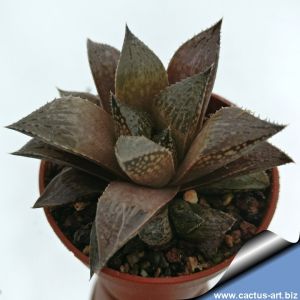 Haworthia mirabilis v. paradoxa