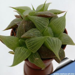 Haworthia retusa acuminata