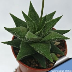 Haworthia cv. TISLEY