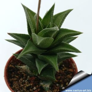 Haworthia viscosa