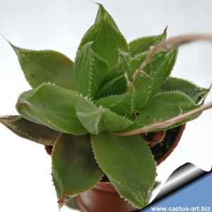 Haworthia herbacea X cymbiformis