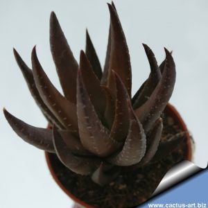 Haworthia coarctata