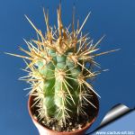 Azureocereus hertlingianus (Browningia hertlingiana)