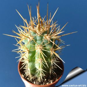Azureocereus hertlingianus (Browningia hertlingiana)