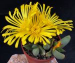 Glottiphyllum suave SL-84-357