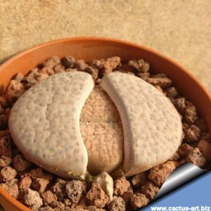 Lithops fulviceps lactinea