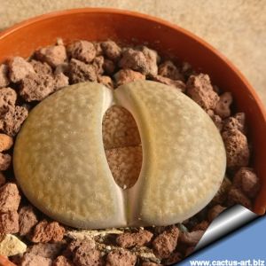 Lithops hookeri v. marginata C337 30km South-East of Douglas, Cape Province. red-brown form