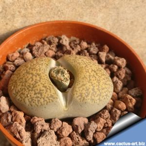 Lithops lesliei v. minor C006 25km SW of Swartruggens, Transvaal