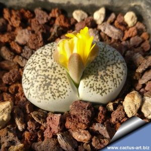 Lithops lesliei venteri