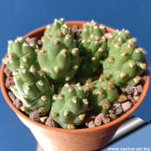 Tephrocactus sp. D