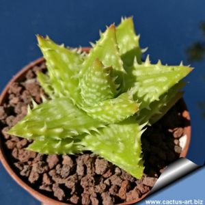 Aloe squarrosa