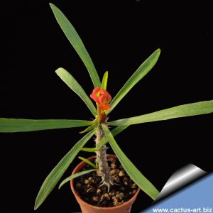 Euphorbia neobosseri x gottlebei 