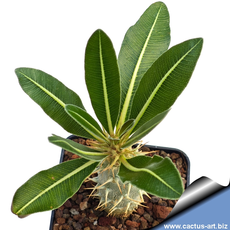 Pachypodium rosulatum
