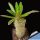 Pachypodium rosulatum