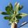 Pachypodium rosulatum