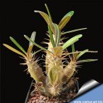 Pachypodium rosulatum