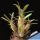 Pachypodium rosulatum
