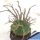 Euphorbia hybrid valida x meloformis