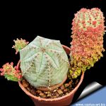 Euphorbia hybrid f. monstruosa