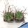 Euphorbia hybrid valida x meloformis
